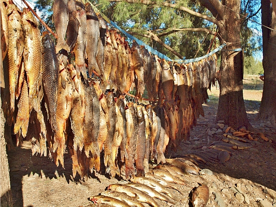 Report: Carp blitzed at Sofala